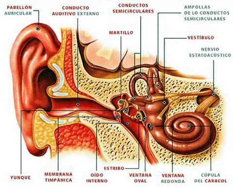 EAR ANATOMY